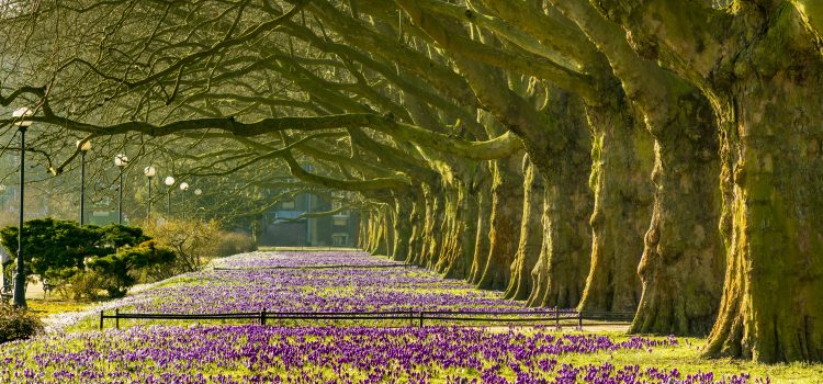 Questions for our Councillors 2020