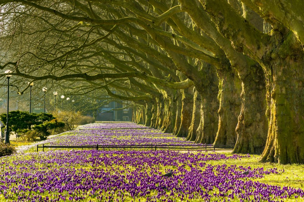 The Duchy Area Duchy Residents